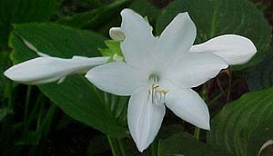 Hosta plantiginea (species)