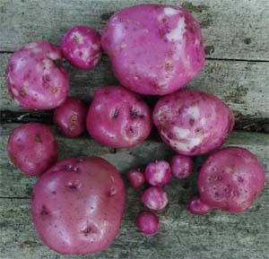 Solanum tuberosum 'Red Norland'