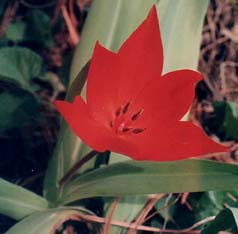 Tulipa speciosa (unknown)