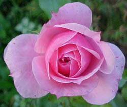 Rosa 'Royal Bonica Meidiland'