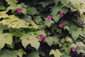 Rubus odoratus (species)