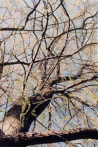 Salix babylonica (descendant) (species)