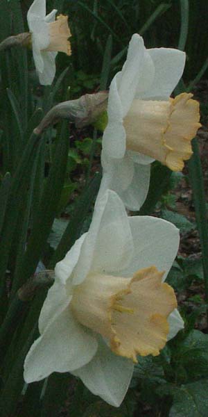 Narcissus 'Salome'