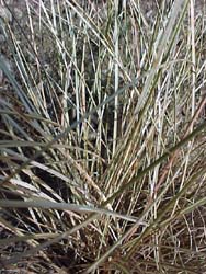 Carex flagellifera (species)