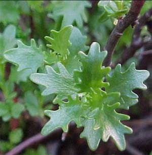 Sedum populifolium Aspen-Leafed Sedum