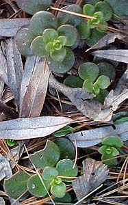 Sedum cauticola (species)