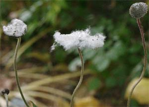 Anemone hybrida 'September Charm'