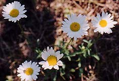 Dendranthemum syn. Chrysanthemum maximosum 'Marconi'