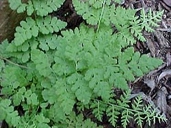 Woodsia alpina (species)