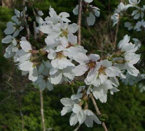 Prunus pendula 'Snow Fountain'