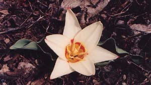 Tulipa speciosa (unknown)