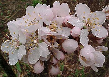 Prunus cerasifera 'Thundercloud'