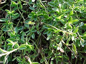Thymus praecox (unknown)