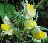Linnaria vulgaris (species)