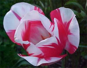 Tulipa 'Union Jack'