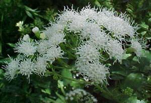 Eupatorium perfoliatum (species)