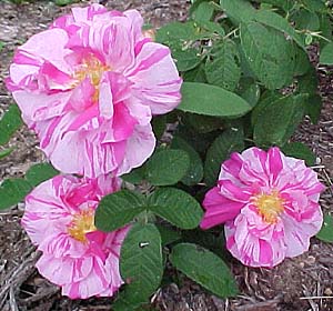 Rosa gallica 'Apothecary's Rose'