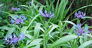 Centaurea montana 