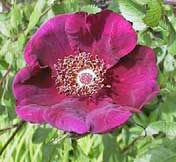 Rosa 'Basye's Purple Rose'