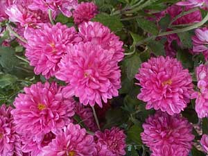 Dendranthemum syn. Chrysanthemum 'Barbara'