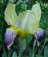Iris germanica 'Bluebeard'
