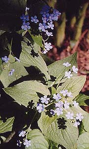 Brunnera macrophylla 