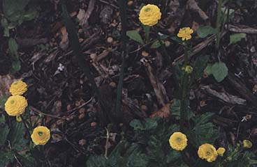 Ranunculus repens 'Flore Pleno'
