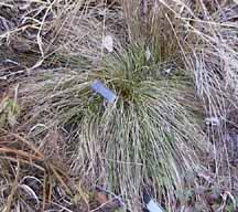 Carex morrowii 'Silk Tassel'