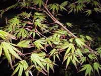 Acer palmatum Probably 'Beni Tsukasa'