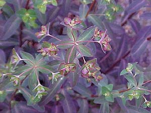 Euphorbia dulcis 'Chameleon'