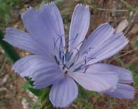 Chicorum intybus (species)