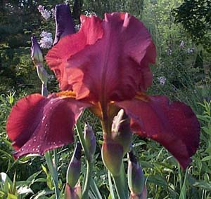Iris germanica 'Ruffled Chocolate'