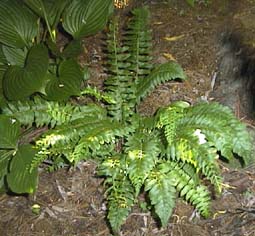 Polystichum acrostichoides (species)