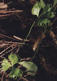 Coptis groenlandica 