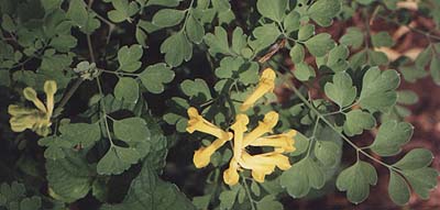 Corydalis lutea 