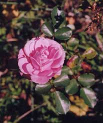 Rosa 'Queen of Denmark'