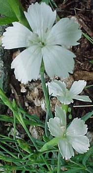 Dianthus deltoides 'Albus'