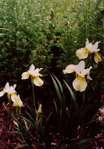 Iris siberica 'Dreaming Yellow'