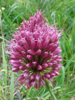Allium sphaercephalum 