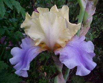 Iris germanica 'Edith Wofford'