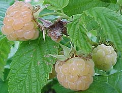 Rubus idaeus 'Fall Gold'