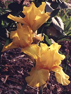 Iris germanica 'Gold Galore'