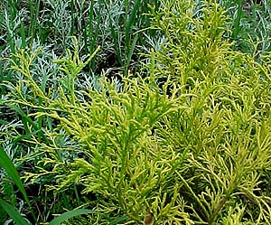 Juniperus 'Goldthread'