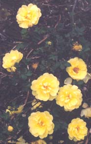 Rosa harisoni 'Harison's Yellow'