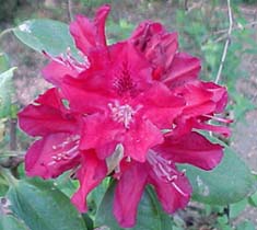 Rhododendron 'Henry's Red'