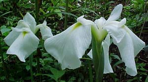 Iris siberica 'Henry's White'