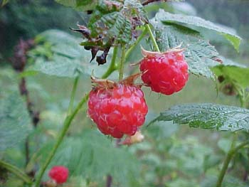 Rubus idaeus 'Heritage'