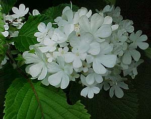 Viburnum latanoides syn. Alnifolium 