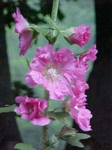 Alcea rosea Seedlings