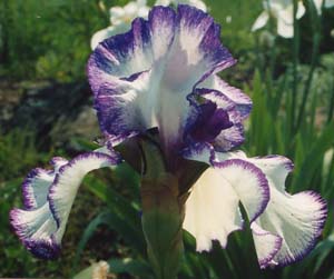 Iris germanica Unknown